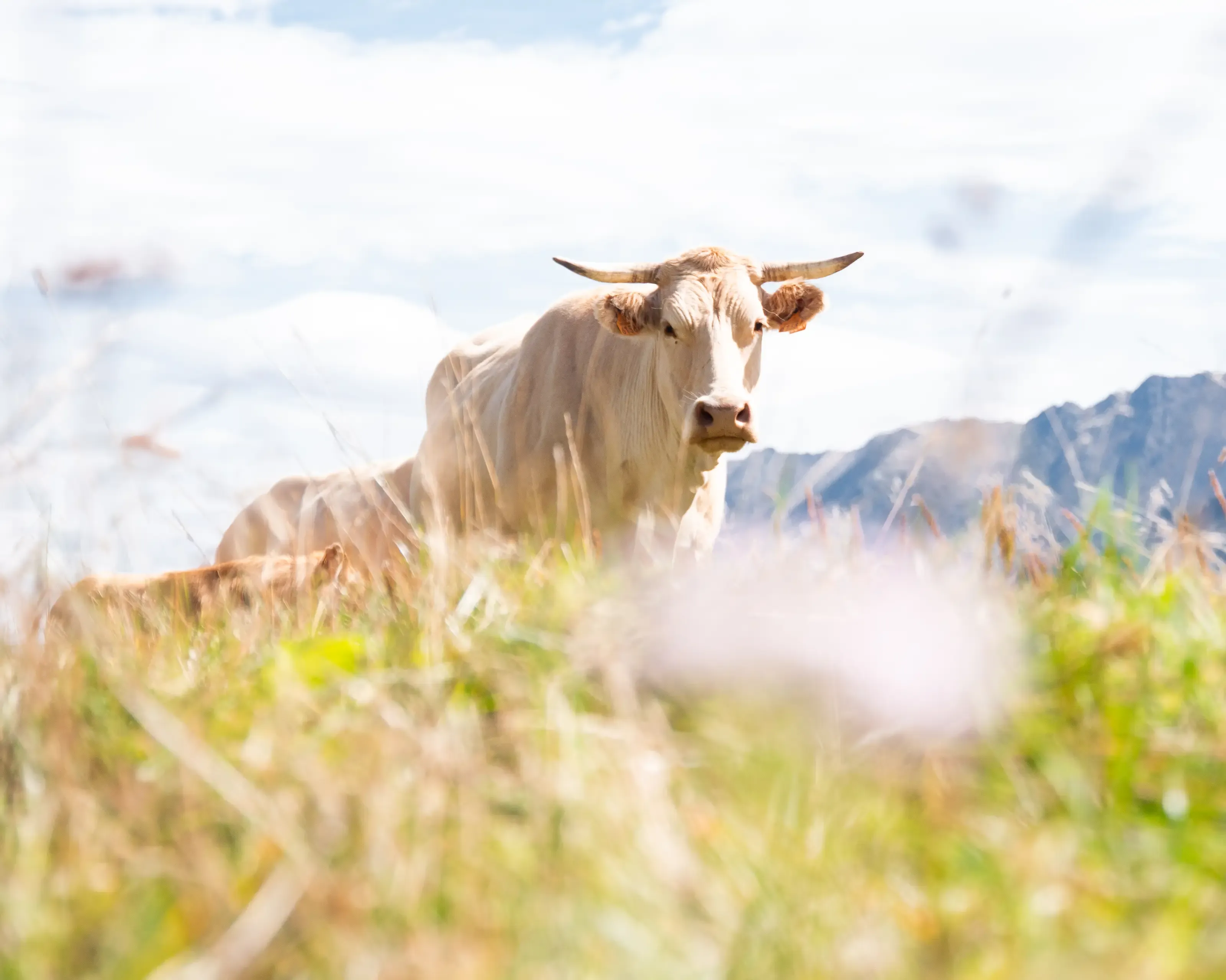 Une vache se tient au milieu d'une prairie herbeuse en montagne, face à des sommets sous un ciel lumineux.